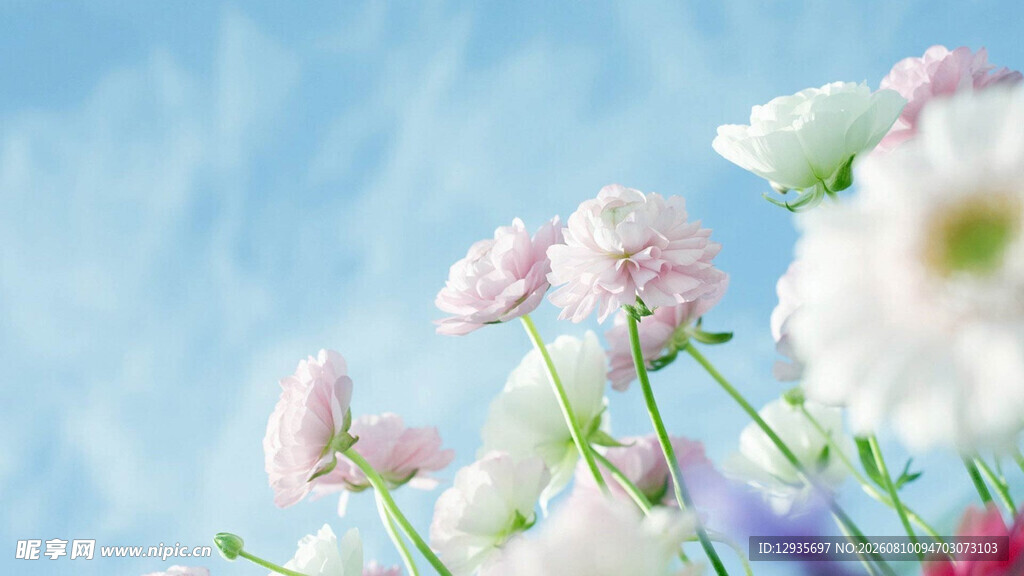 春日烂漫花卉绽放
