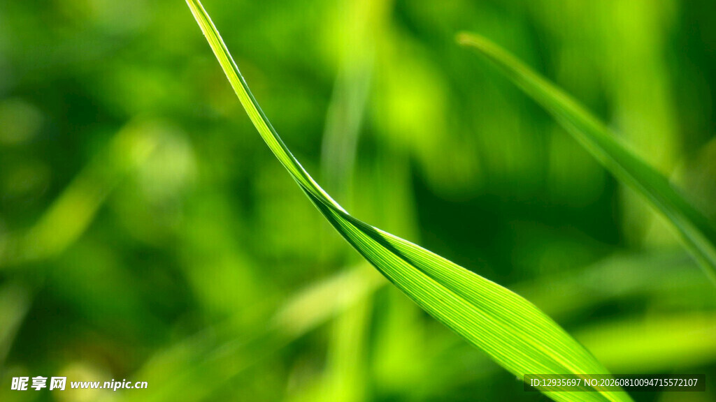 嫩绿草叶特写