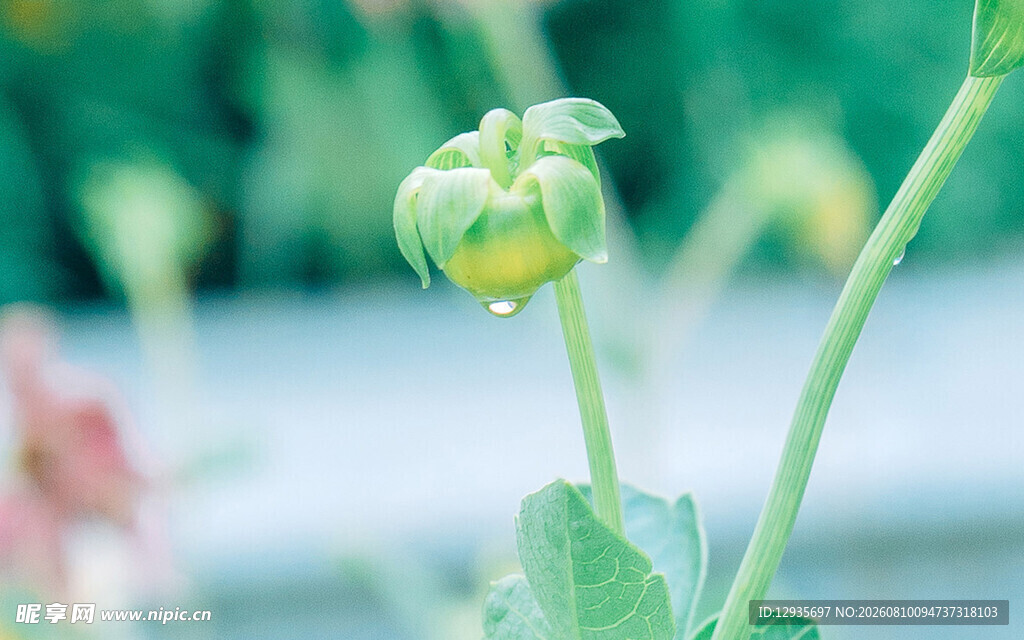 含苞待放的绿色花蕾