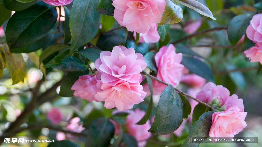 粉色山茶花
