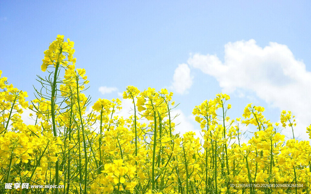 金黄油菜花田