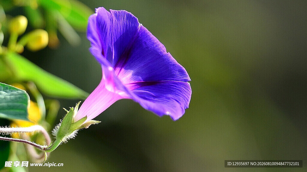 紫色牵牛花
