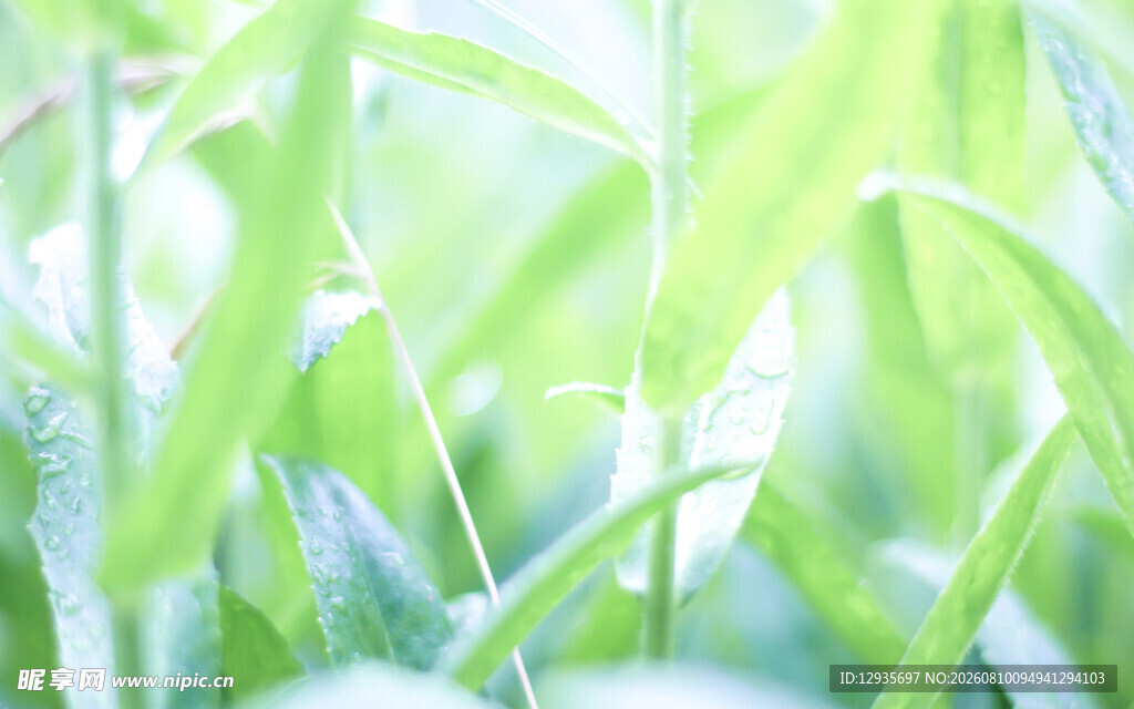 清新嫩绿的植物叶片