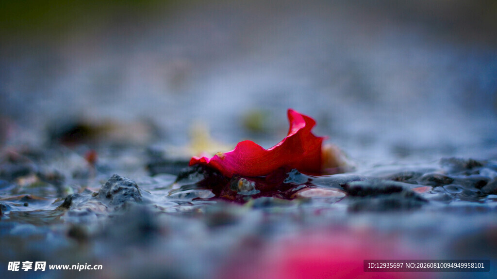 雨后落叶