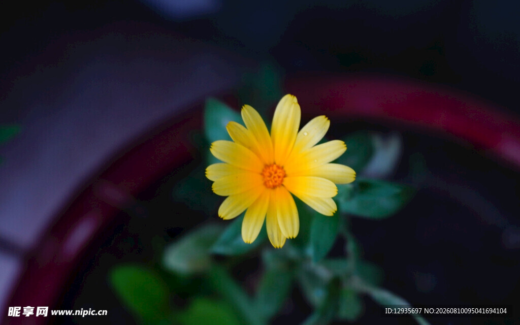 黄色小菊花