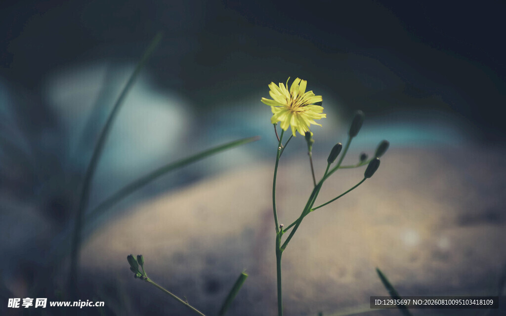 中华苦荬菜
