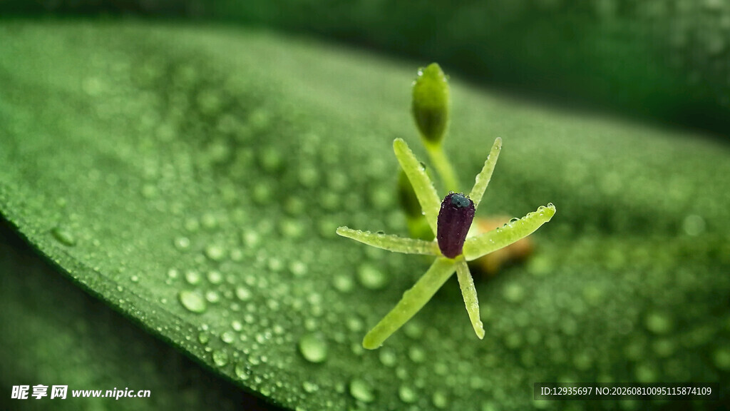 娇嫩小花