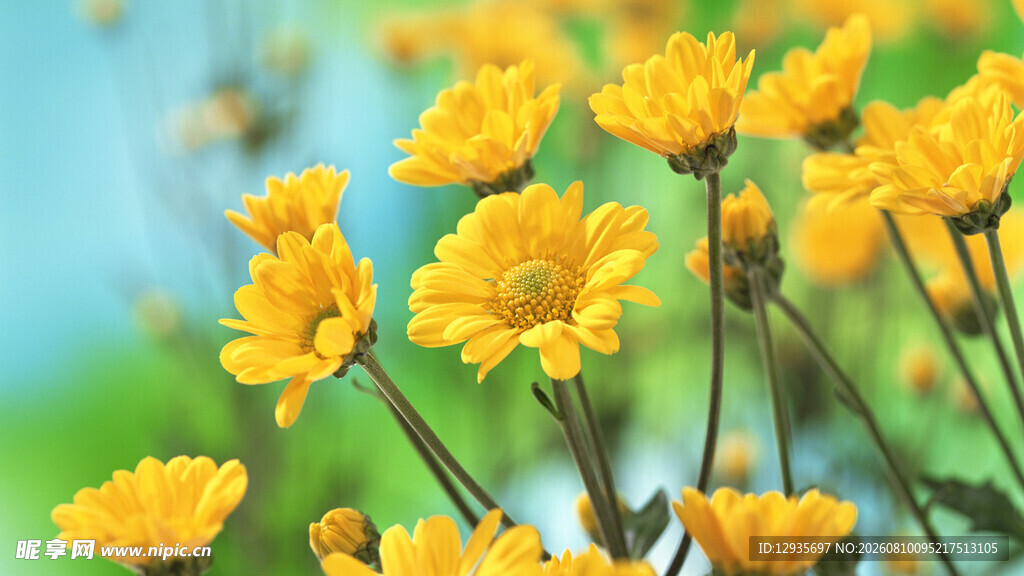 小菊花