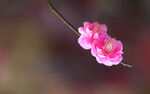 一枝梅花