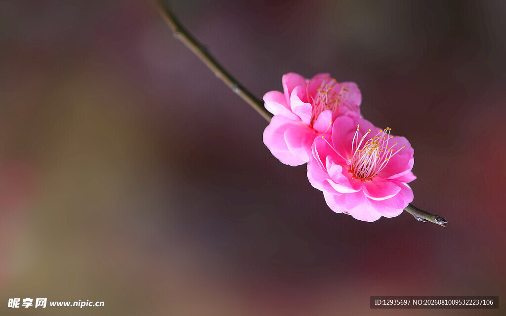 一枝梅花