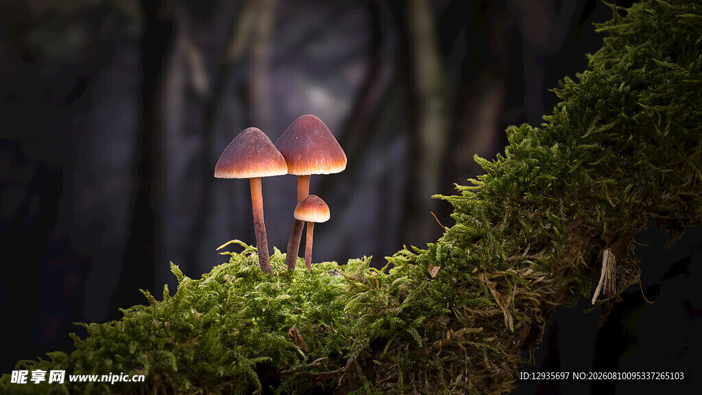 梦幻小蘑菇