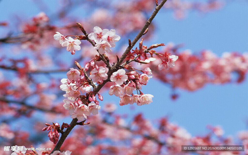 枝头樱花