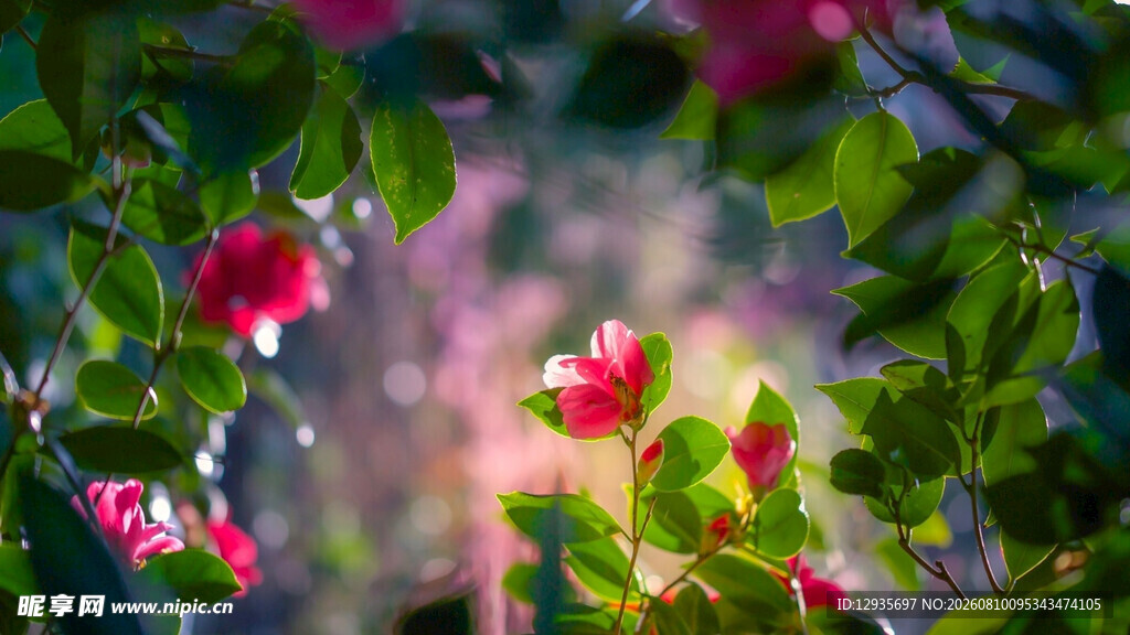 蔷薇花