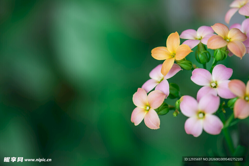 长寿花