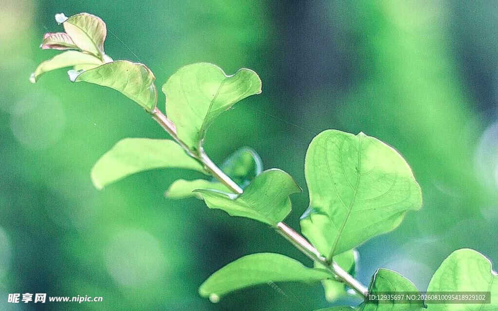 嫩绿枝叶特写