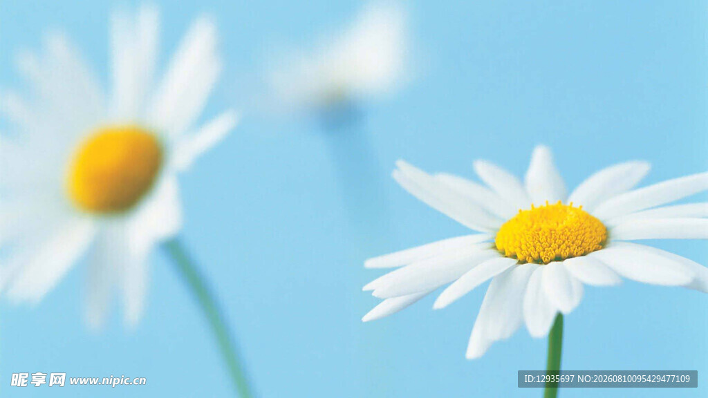 白菊