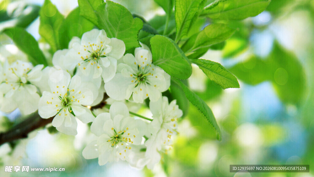 樱桃花