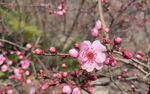 梅花