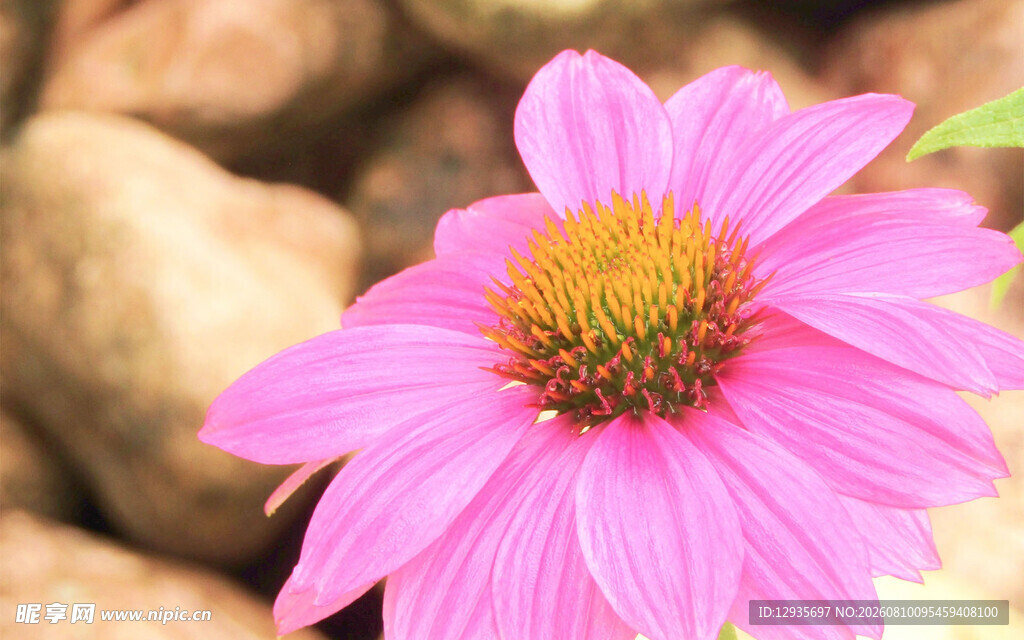 紫锥菊