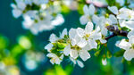 李花