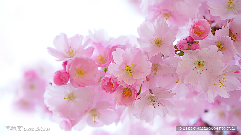 樱花