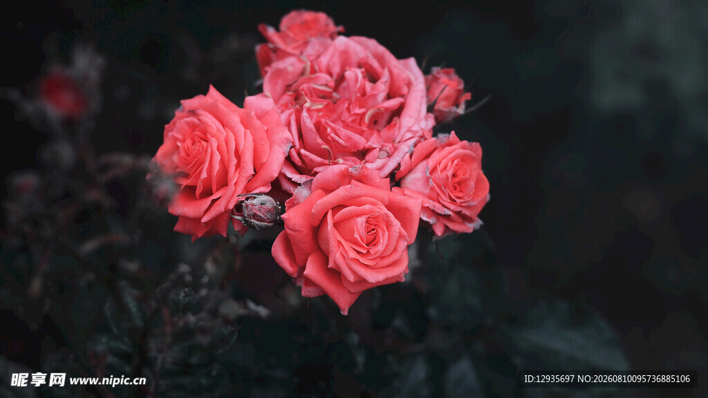 玫瑰花