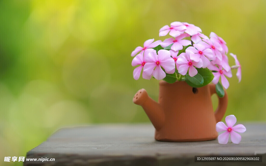 长春花