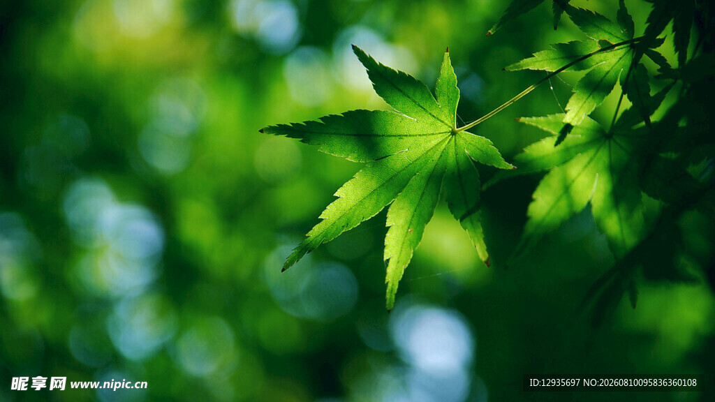 翠绿枫叶