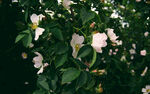蔷薇花