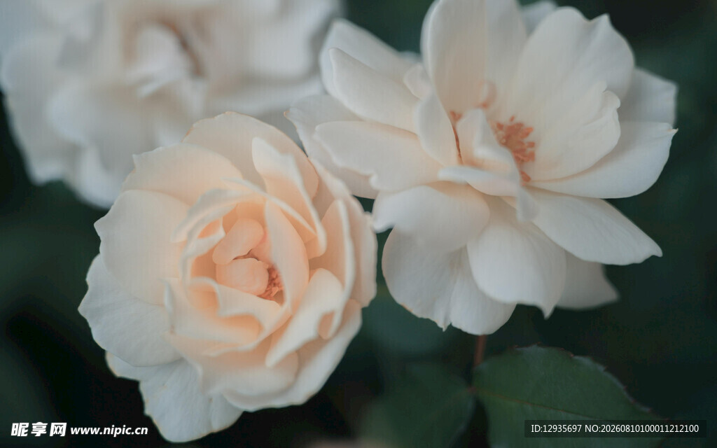 月季花