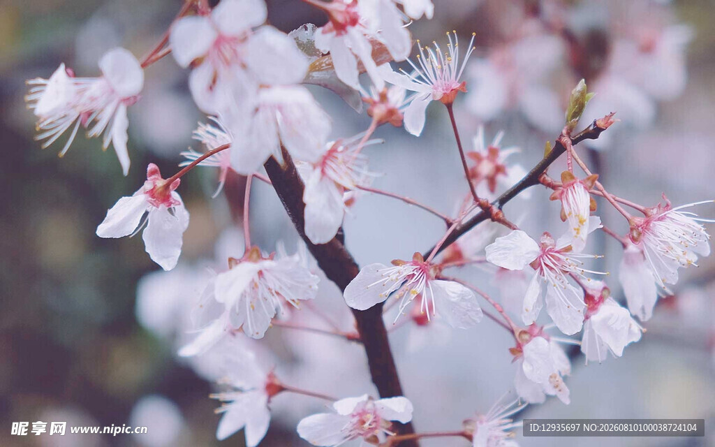 紫叶李花