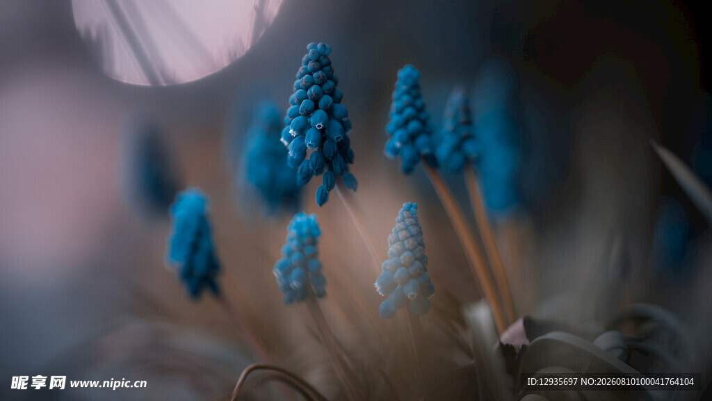 蓝瓶花
