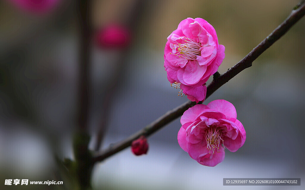 梅花