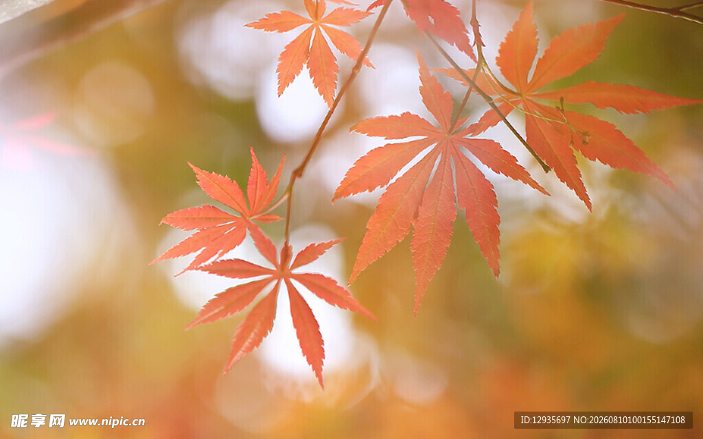 秋日枫叶特写