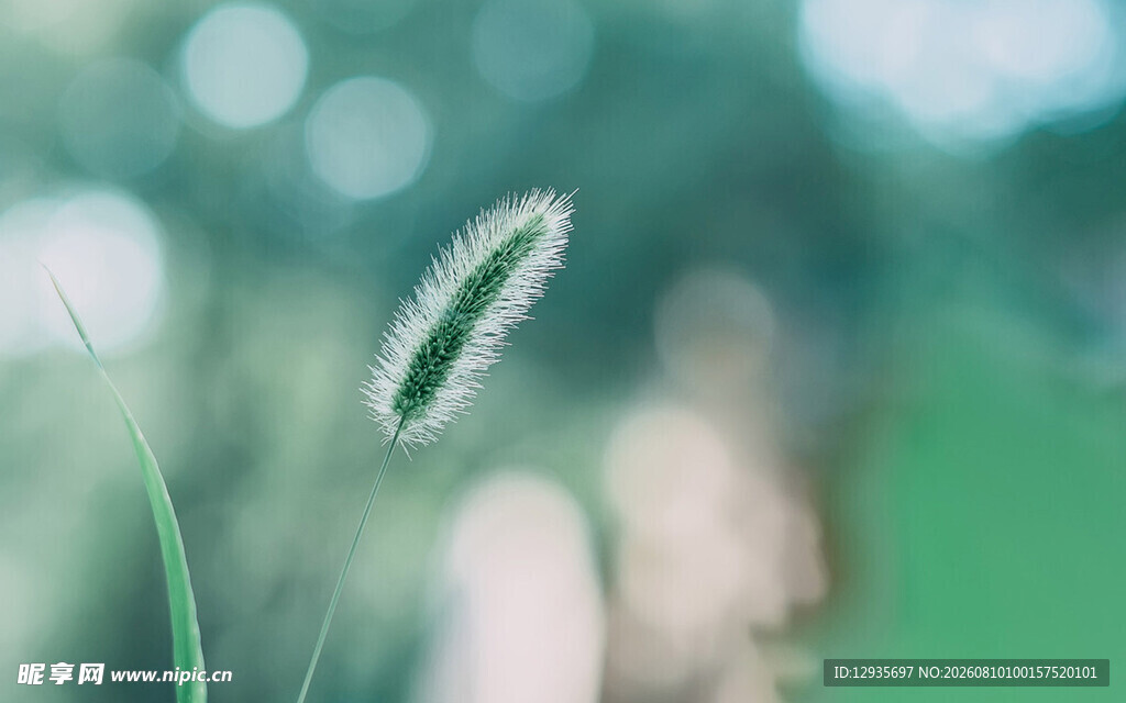 一株轻盈的狗尾巴草