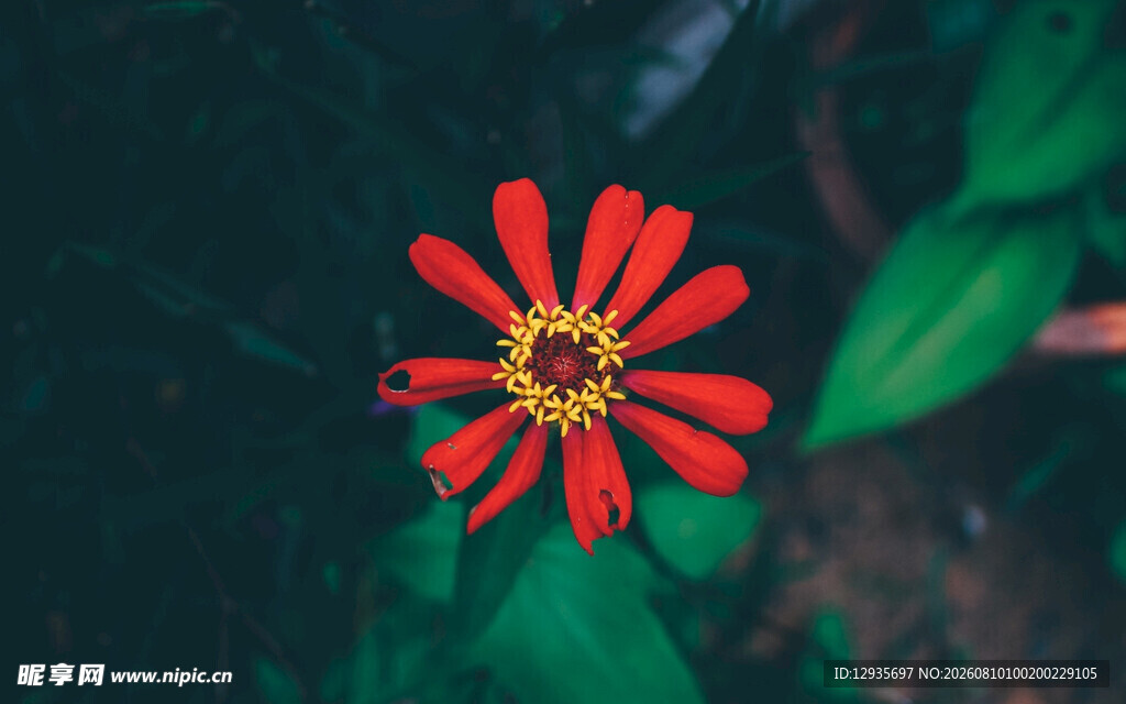 百日菊