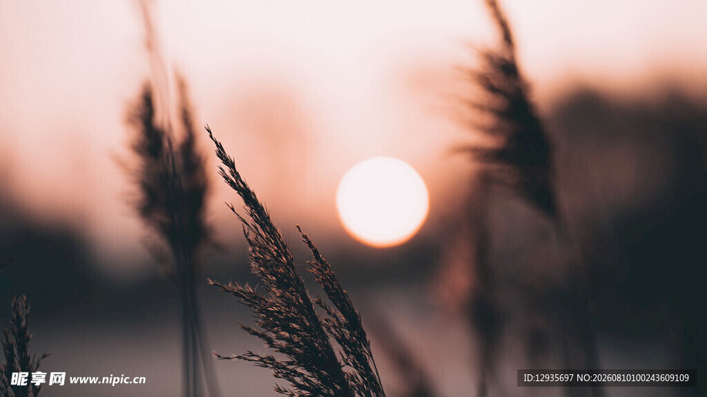 夕阳下的芦苇美景