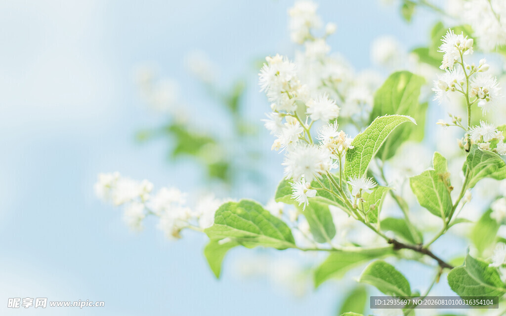 白檀花