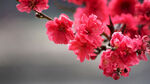 桃花枝