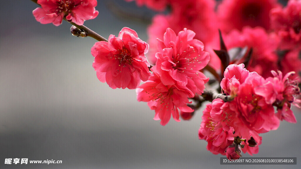 桃花枝