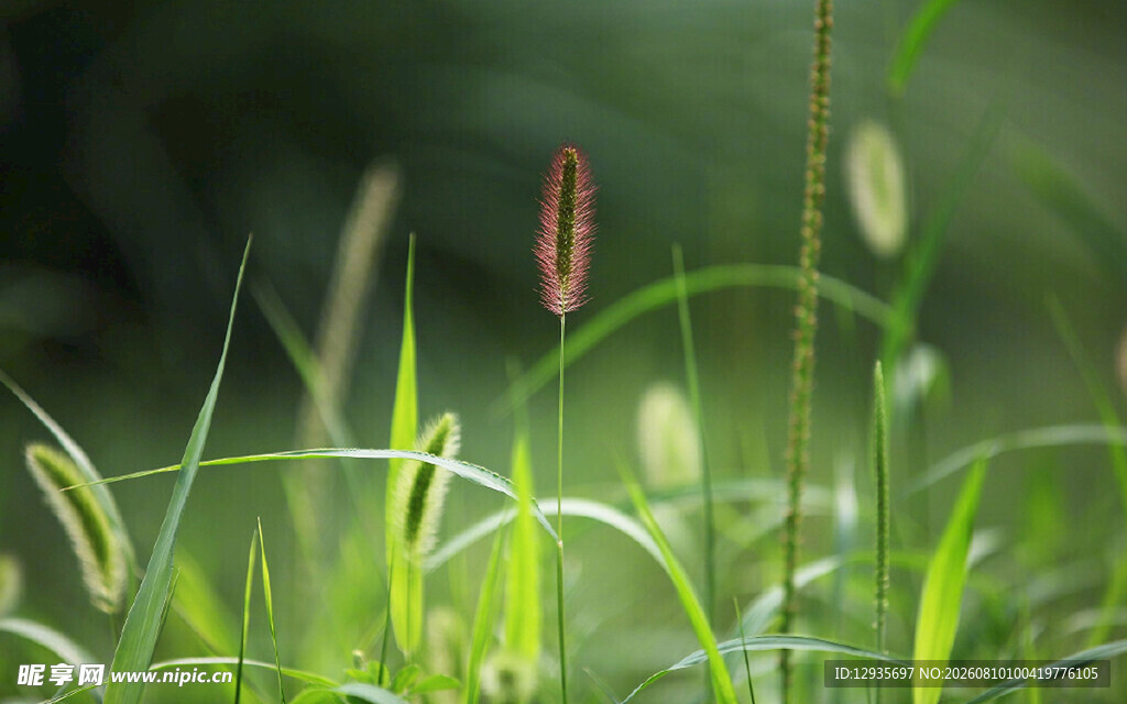 清新草地
