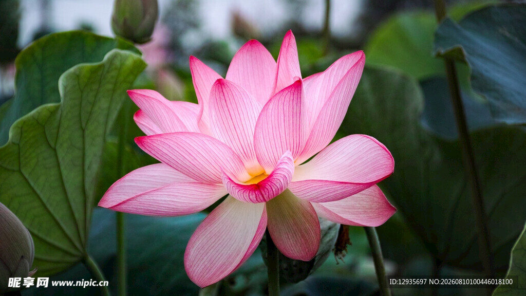 荷花