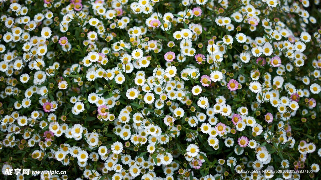 雏菊