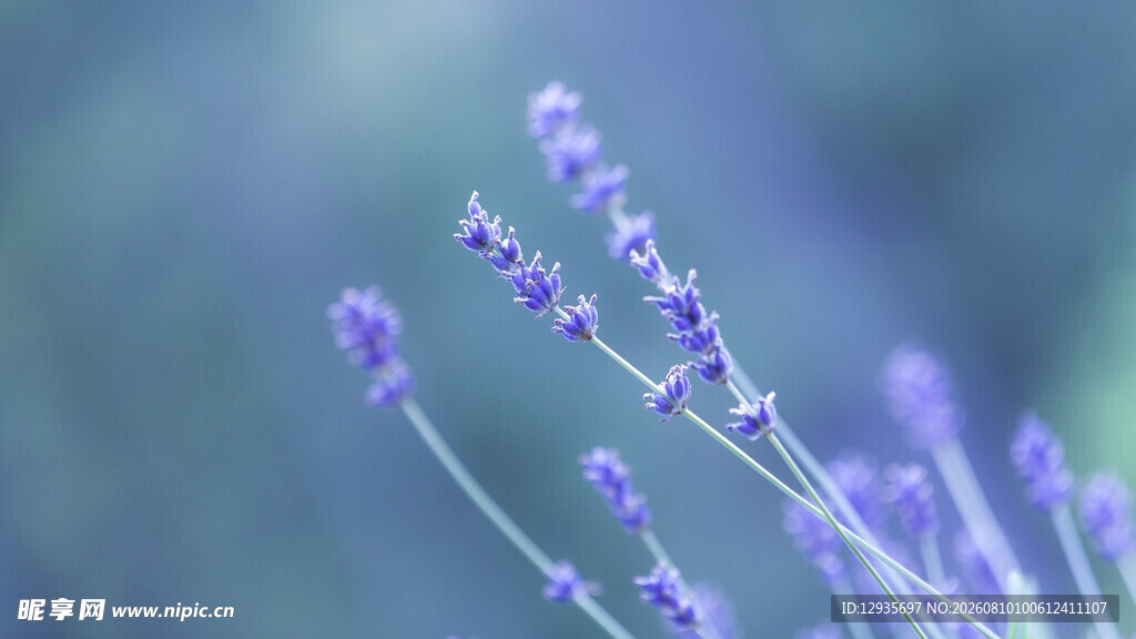 薰衣草