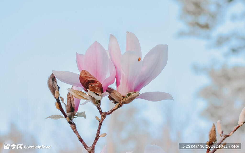 玉兰花