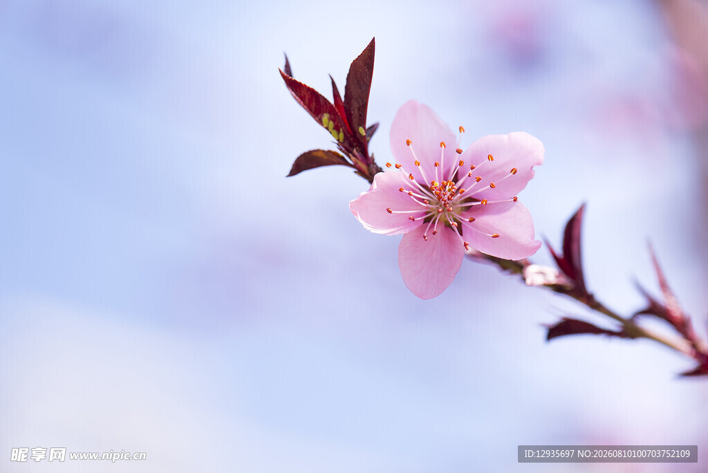 娇艳桃花