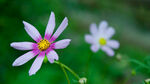 波斯菊