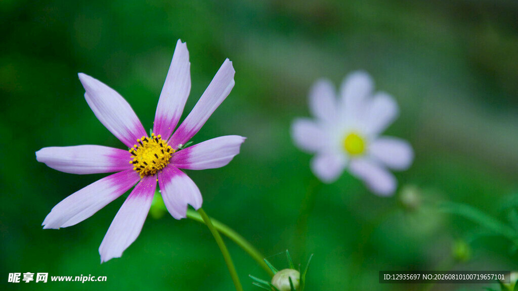 波斯菊