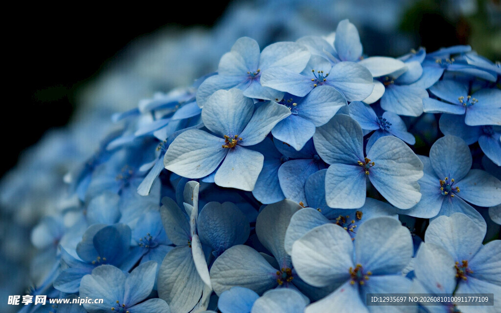 蓝色绣球花