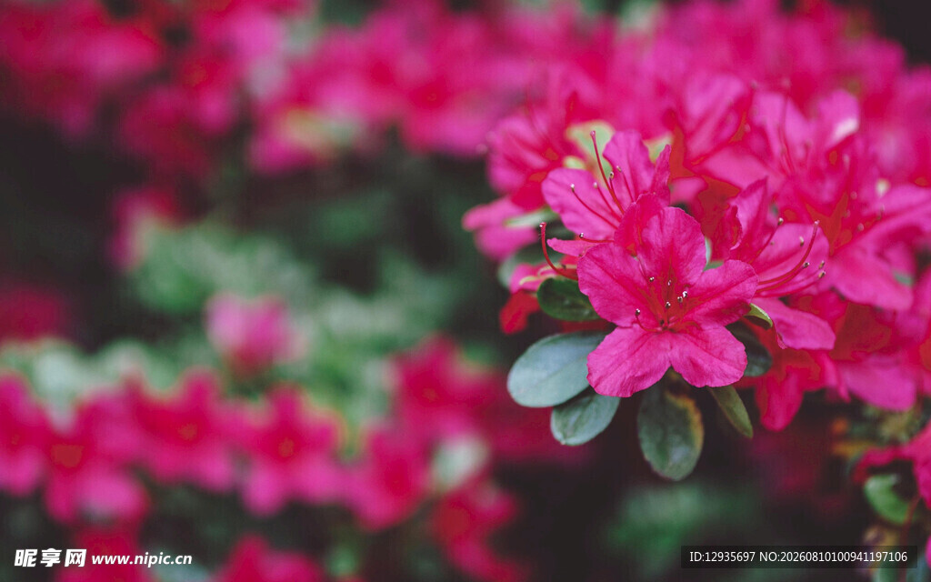 杜鹃花